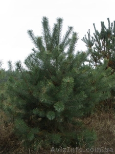 Новогодние сосны,  живые елки оптом #788146