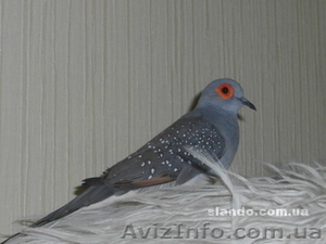 Австралийская бриллиантовая горлица #792585