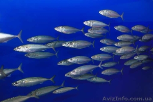 рыба оптом,  сардинелла  #799996