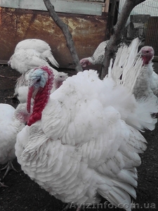 ПРОДАМ ДОМАШНЕЕ МЯСО ИНДЕЙКИ  #792335