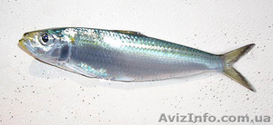 Рыба сардинелла свежемороженая ,  рыбное сырье #800000