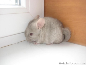 Продам шиншиллят различных окрасов #796845