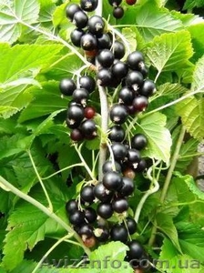 Саженцы черной и цветной смородины #785286
