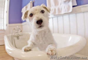 Стрижка,  тримминг собак #793301