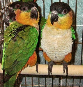 Черношапочный каик или Белобрюхий черношапочный попугай #803171