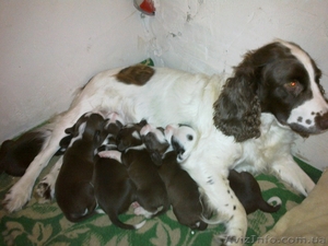 Отдам в хорошие руки метисов русского спаниеля #814002