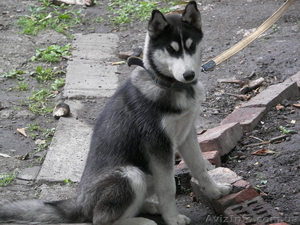 Продам девочку,  Сибирский хаски #804197
