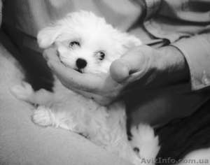 Mальчишки мальтийской болонки (Mальтезе) #134413