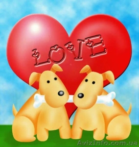 Кинолог-инструктор по вязке собак с большим опытом. #804786