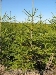 Продам ель,  оптом и в розницу.С корнем и на срез.Возможна доставка. #803733