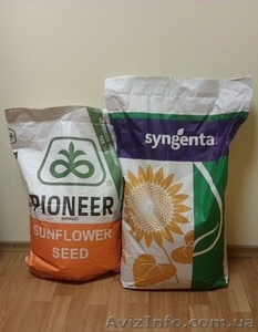 Семена гибридов подсолнечника НК Брио,  НК Роки,  НК Конди от компании Syngenta #813296