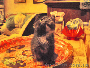 ПОДАРЮ В ДОБРЫЕ РУКИ #314431