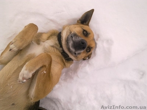 Бездомной собаке срочно нужен хозяин. #810631