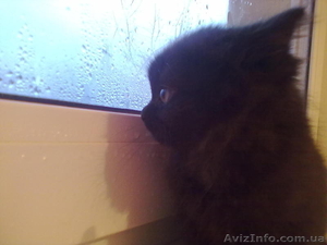 Відам котят бесплатно. #813570