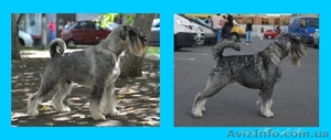 щенки Миттельшнауцера Днепропетровск #810851