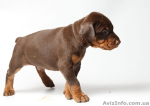 Доберманы ,  щенки #811239