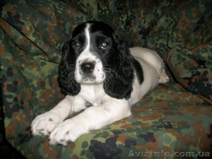 Русский спаниель недорого #810119