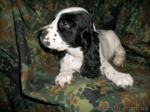 Щенки русского охотничьего спаниеля #810126