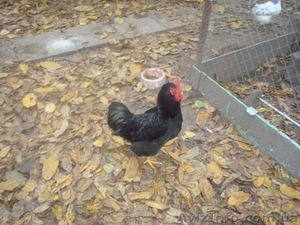 Куплю чисто чёрного петуха #808895