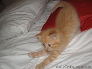 котенок в поисках семьи #807449