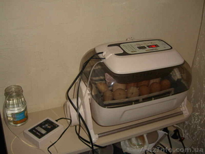 Продам корейский автоматический инкубатор R-Com 20  #805486