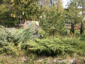 Распродажа своих  ухоженных хвойных растений. Самовыкоп! #802448