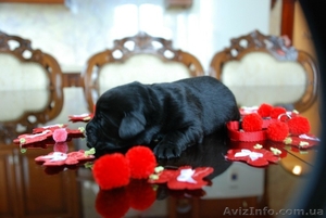 Щенки Лабрадора от питомника Salikasoul #808967