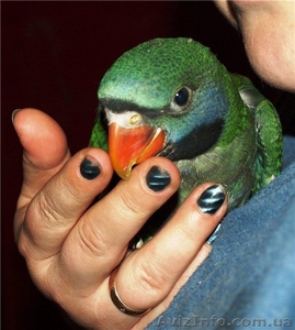 Ара Каштановолобый и Китайский  #803224