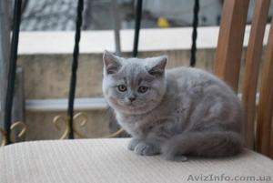 Плюшевые британчики с родословной #806586