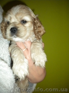 Американский коккер-спаниель;  Американский бульдог;  мареммо-абруцкая овчарка;  бу #802654