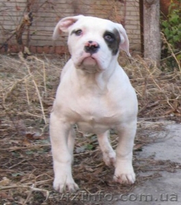 Американский бульдог;  американский коккер-спаниель;  английский стаффордширский б #802652