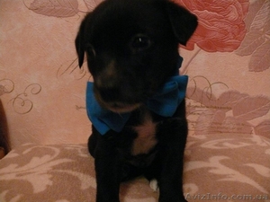 Пушистики ждут своих хозяев  #801797