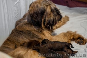 Бриар (Французская овчарка),  Бультерьер,  Веймаранер,  мареммо-абруцкая овчарка,  а #802655