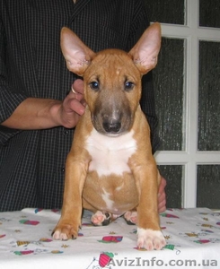 Бультерьер,  бигль,  французский и английский бульдог,  мопс,  ши-тцу,  померанский ш #802656