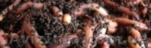Получение биогумуса с помощью червя  Старатель. #802771