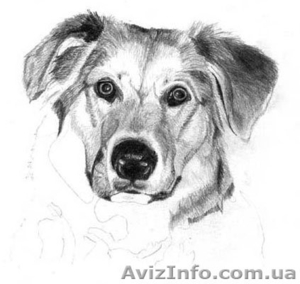 Воспитание собак #803152