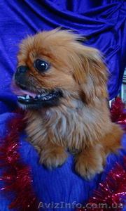 солнечная собачка ищет дом #813261