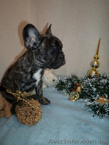 Щенок французского бульдога,  очень красивая девочка #804368