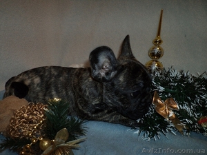 Щенок французкого бульдога,  девочка #804362