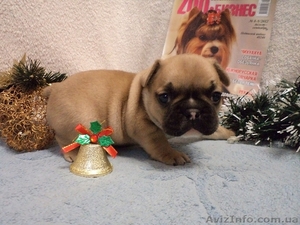 Маленькие французики,  мальчики и девочки #806998