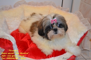 Кукольные мини щеночки ши-тцу! #805294