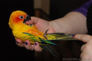 Ара в миниатюре  - Солнечный аратинга  #803134