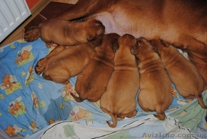 Элитные щенки бордоского дога! Потомки Чемпиона М #814969