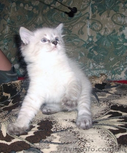 ОТДАМ КОТЕНКА В ДОБРЫЕ РУКИ! #809288