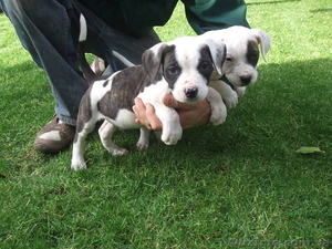 американский бульдог щенки      #808090