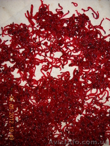 Свежий рыболовный мотыль #801964