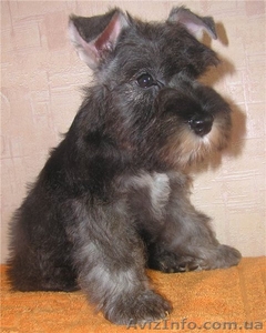 Алиментные щенки цвергшнауцера перец с солью #802589