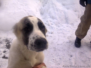 Продается щенок CAO(алабай), девочка #796324