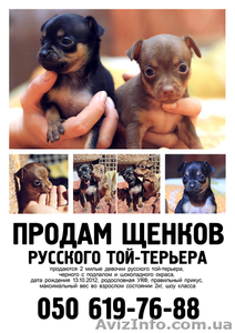 продаются 2 милые девочки русского той-терьера. #812991