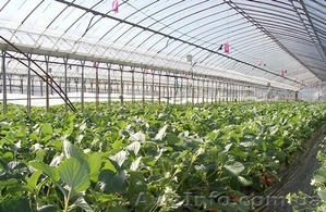 Рабочие на теплицы. Польша #815213